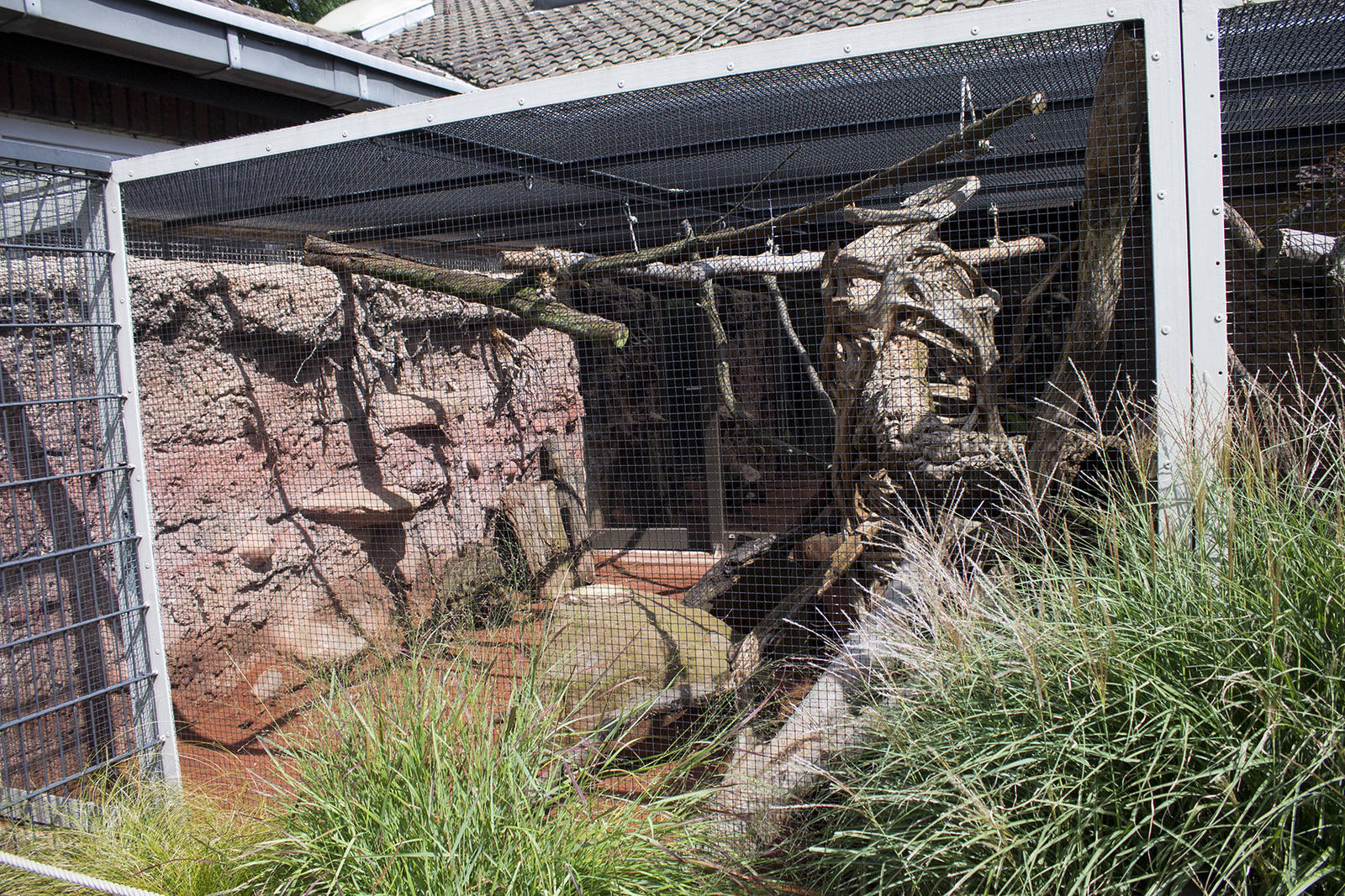 Second Ring-tailed mongoose exhibit, 8/15/14