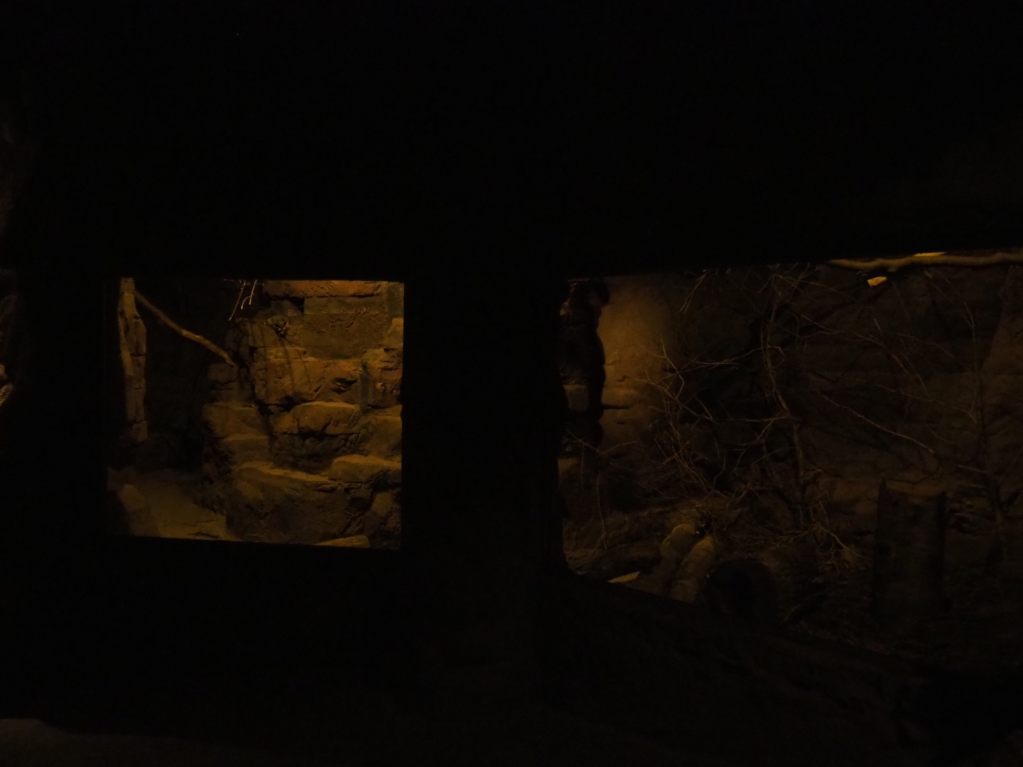 Second ringtail exhibit (Sep 16th, 2018)