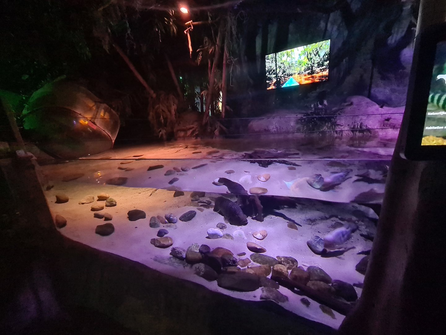 Second room - Amazon basin