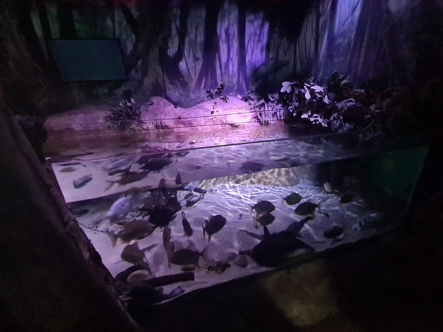 Second room - Amazon basin