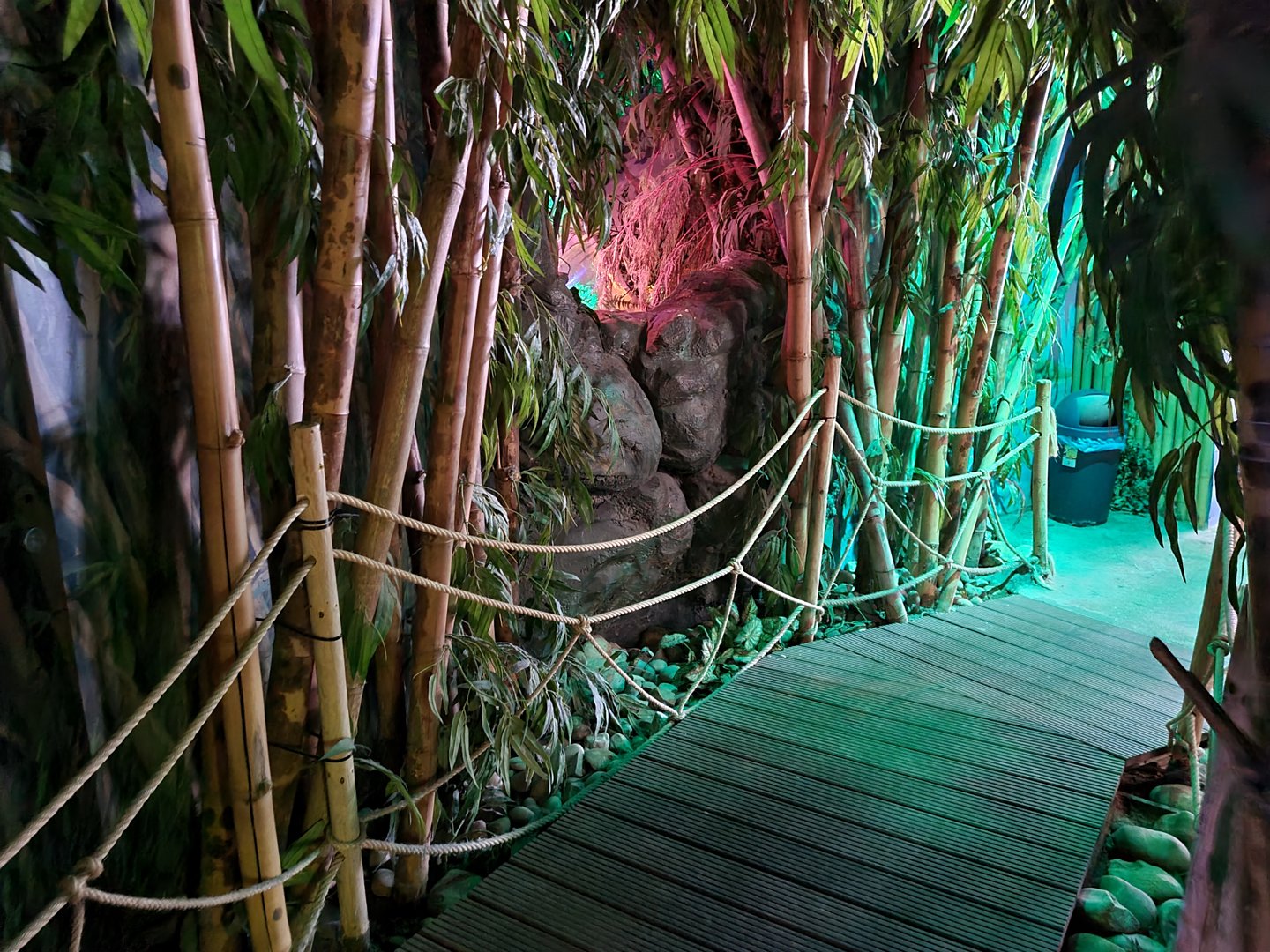 Second room - Amazonia