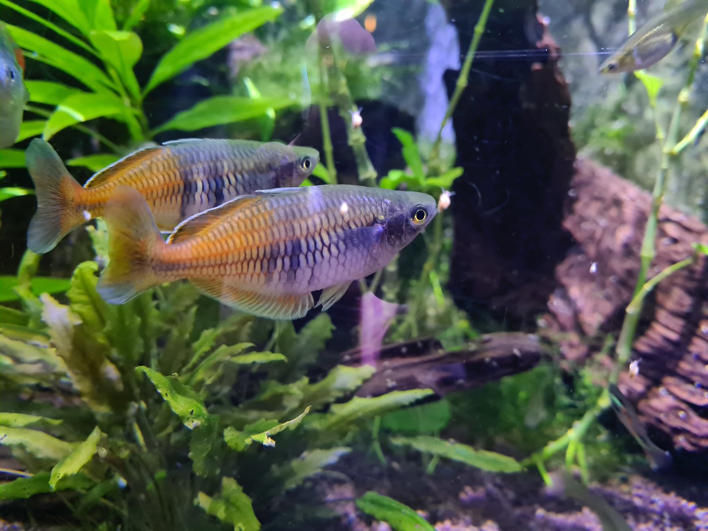 Second room - Boeseman's rainbowfish