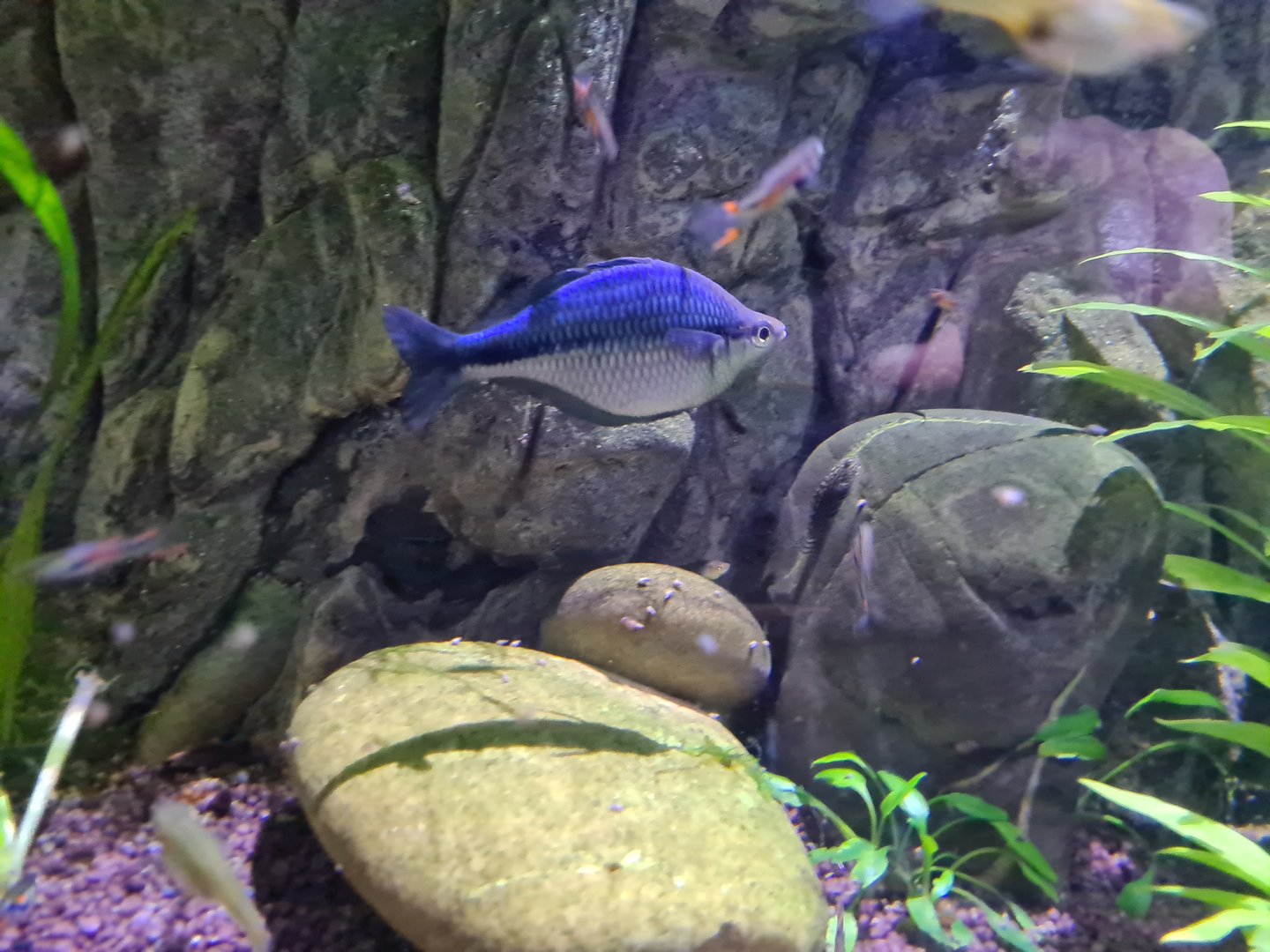 Second room - Lake Kutubu rainbowfish