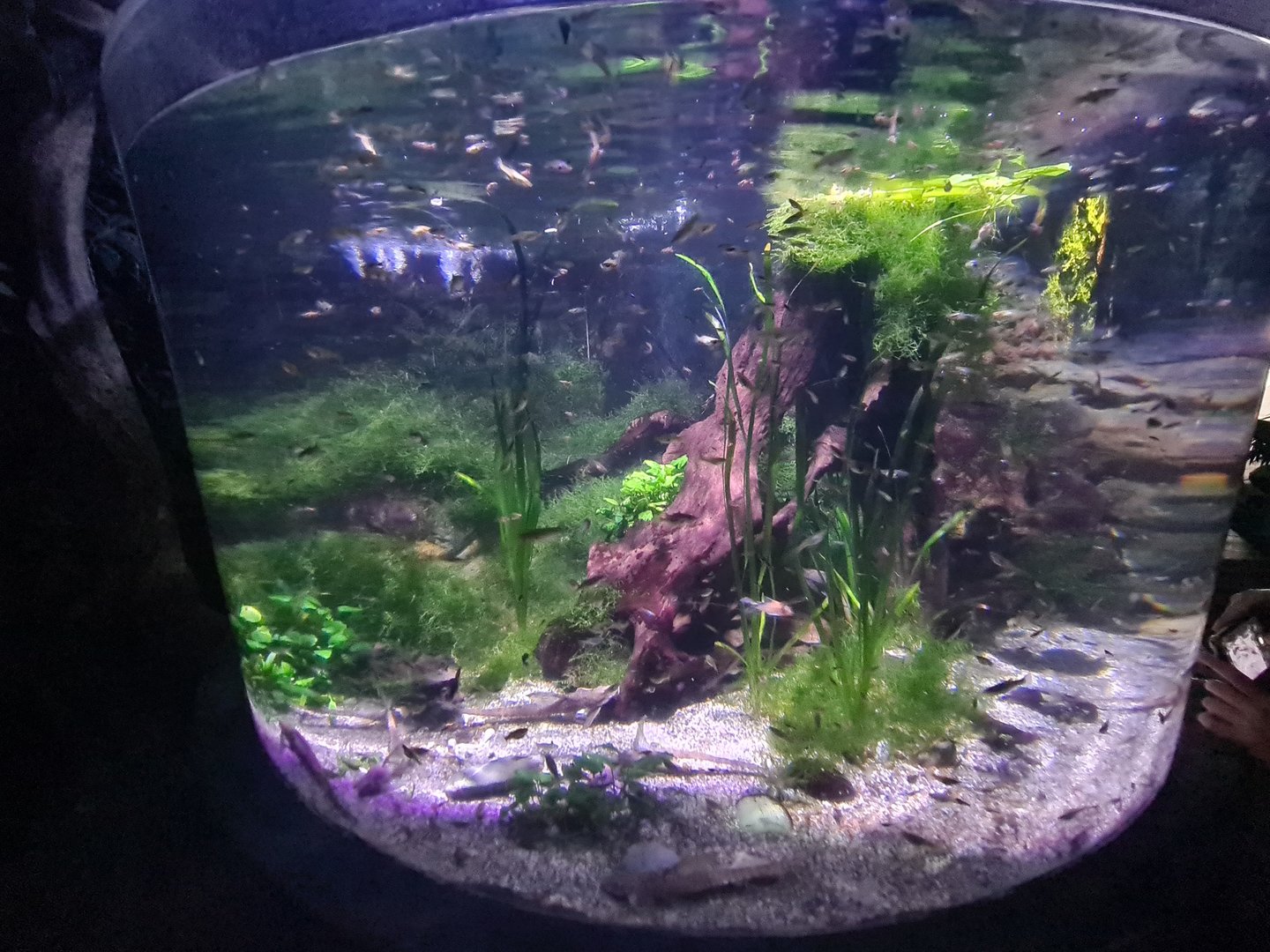 Second room - Larger tank