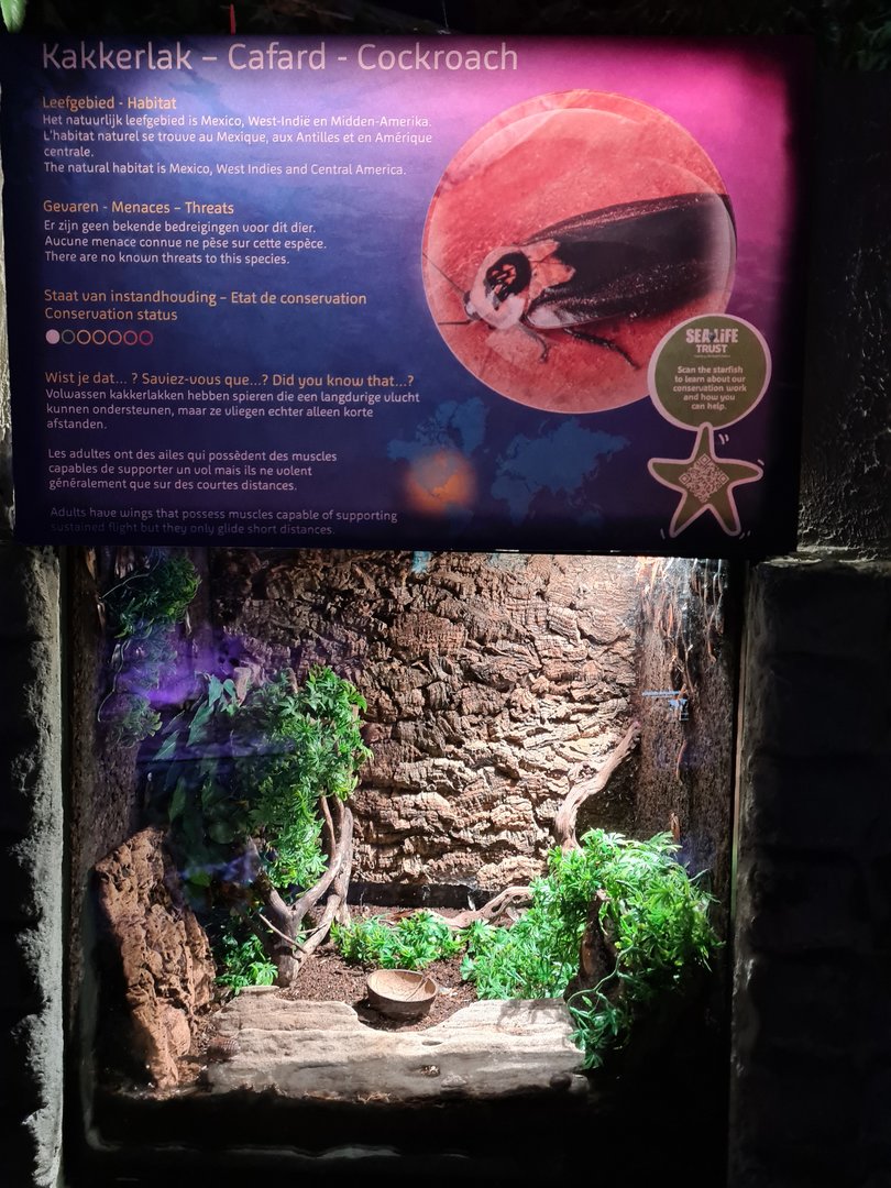 Second room - Mixed cockroach terrarium