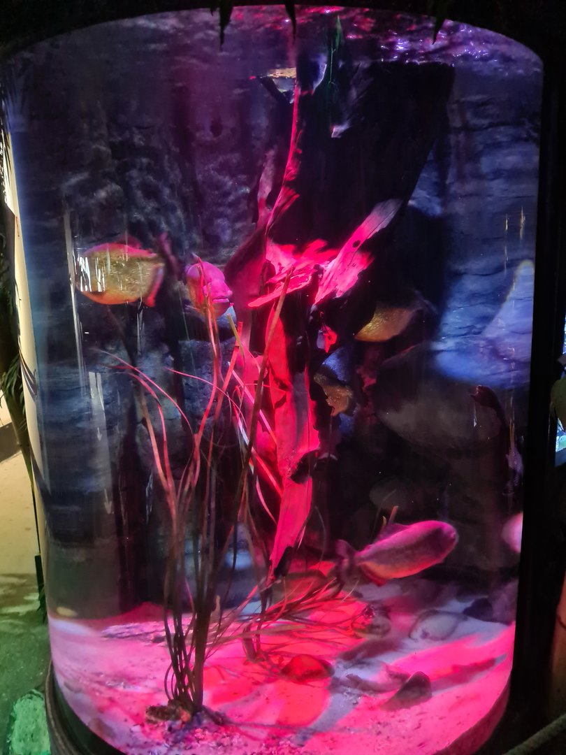 Second room - Piranha tank