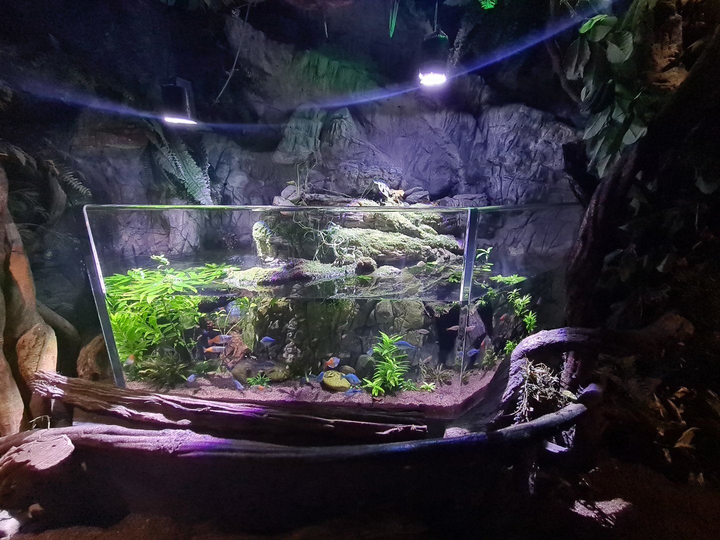 Second room - Rainbowfish tank