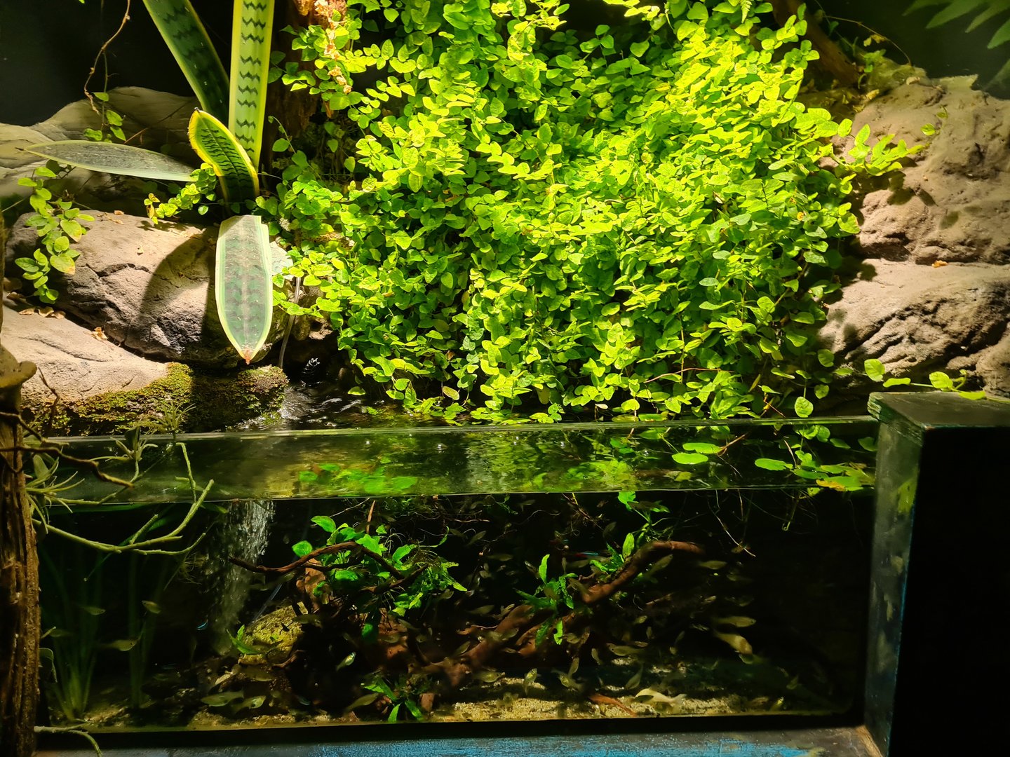 Second room - Smaller tank