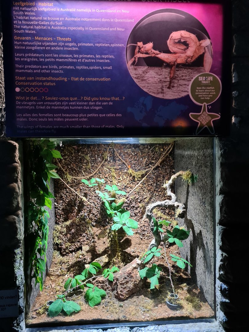 Second room - Spiny stick insect terrarium