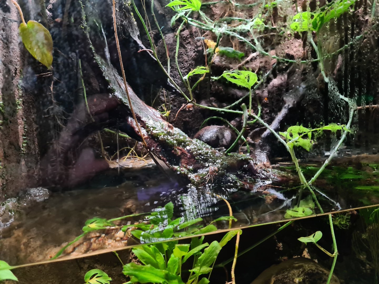 Second room - Vampire crab paludarium