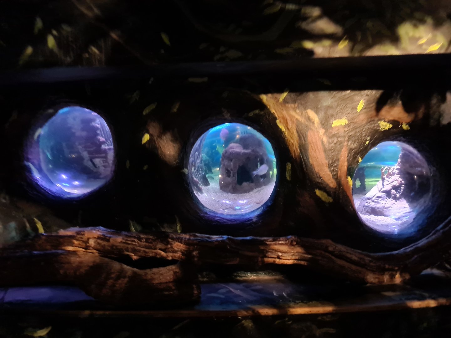 Second room - View into central tropical tank