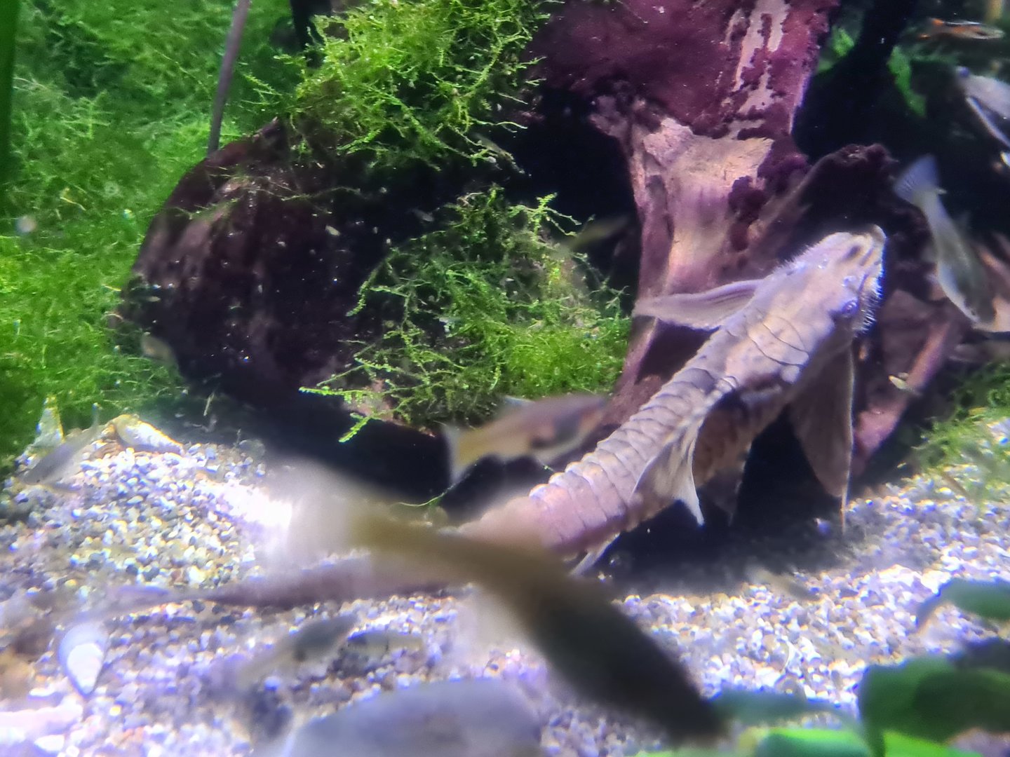Second room - Whiptail catfish