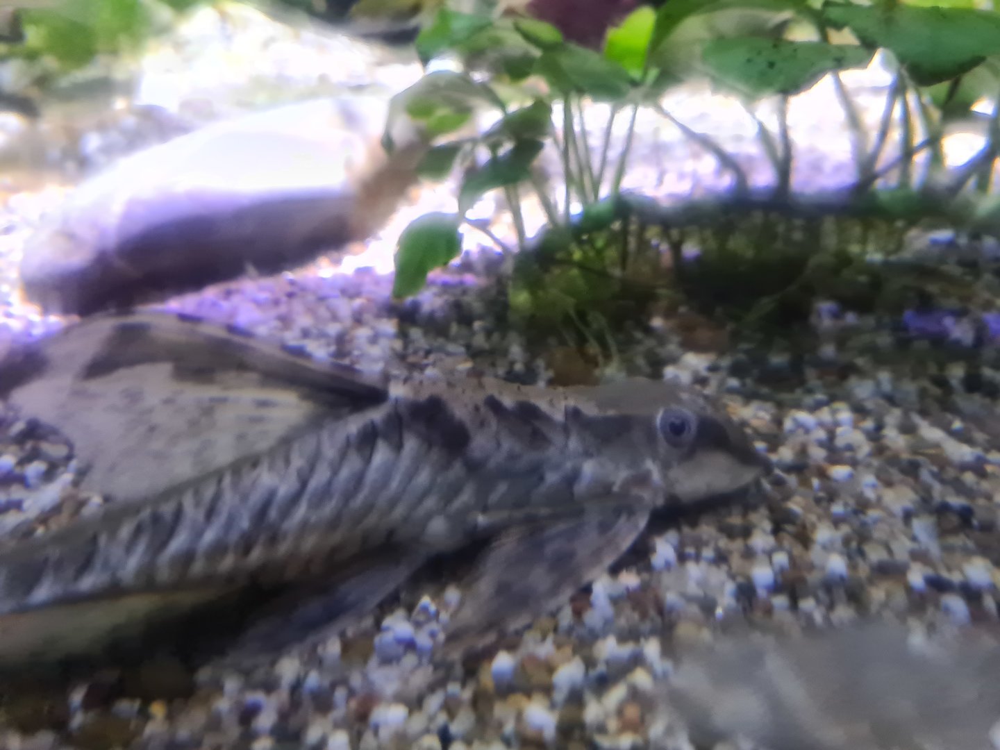 Second room - Whiptail catfish