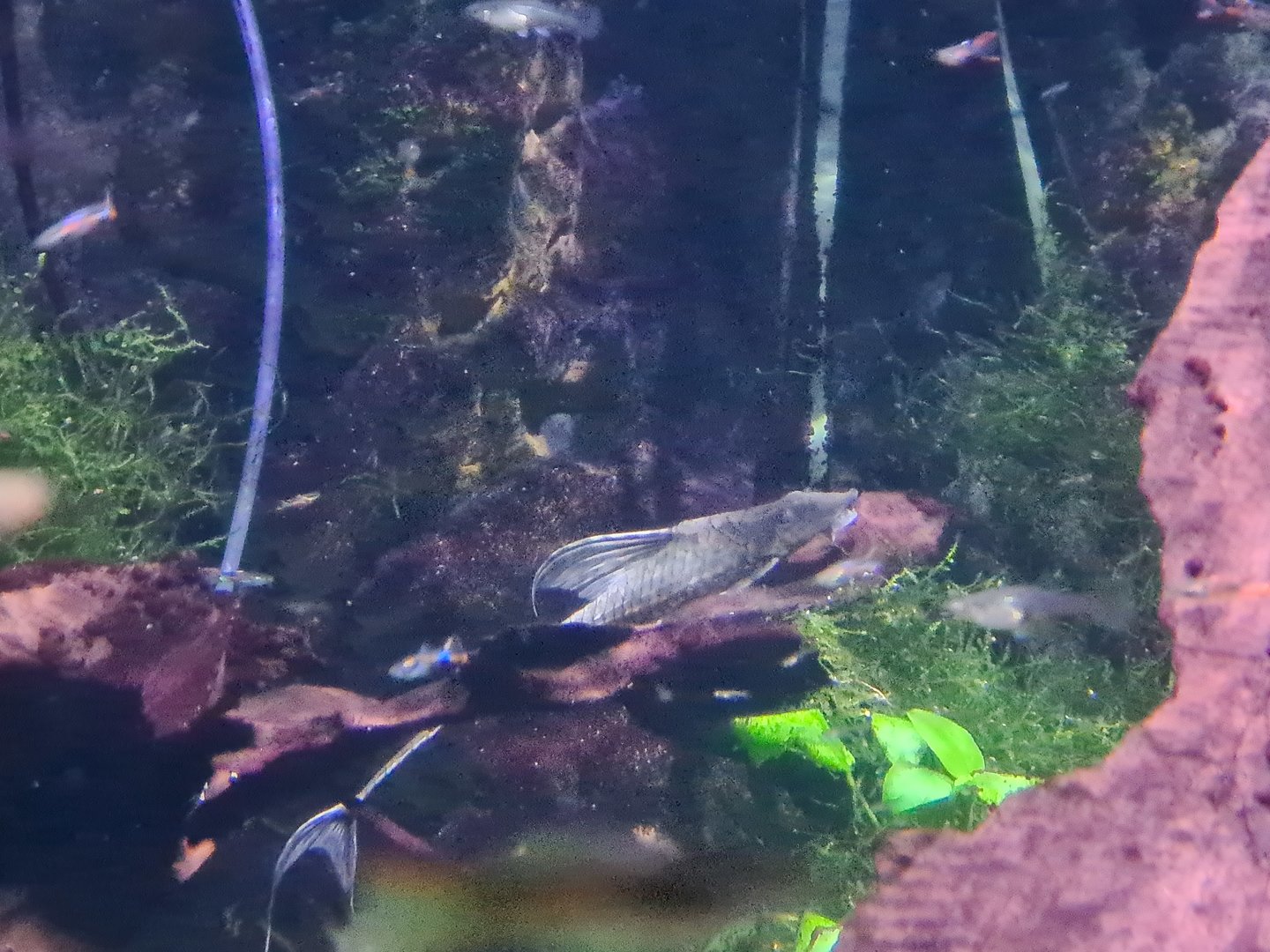Second room - Whiptail catfish