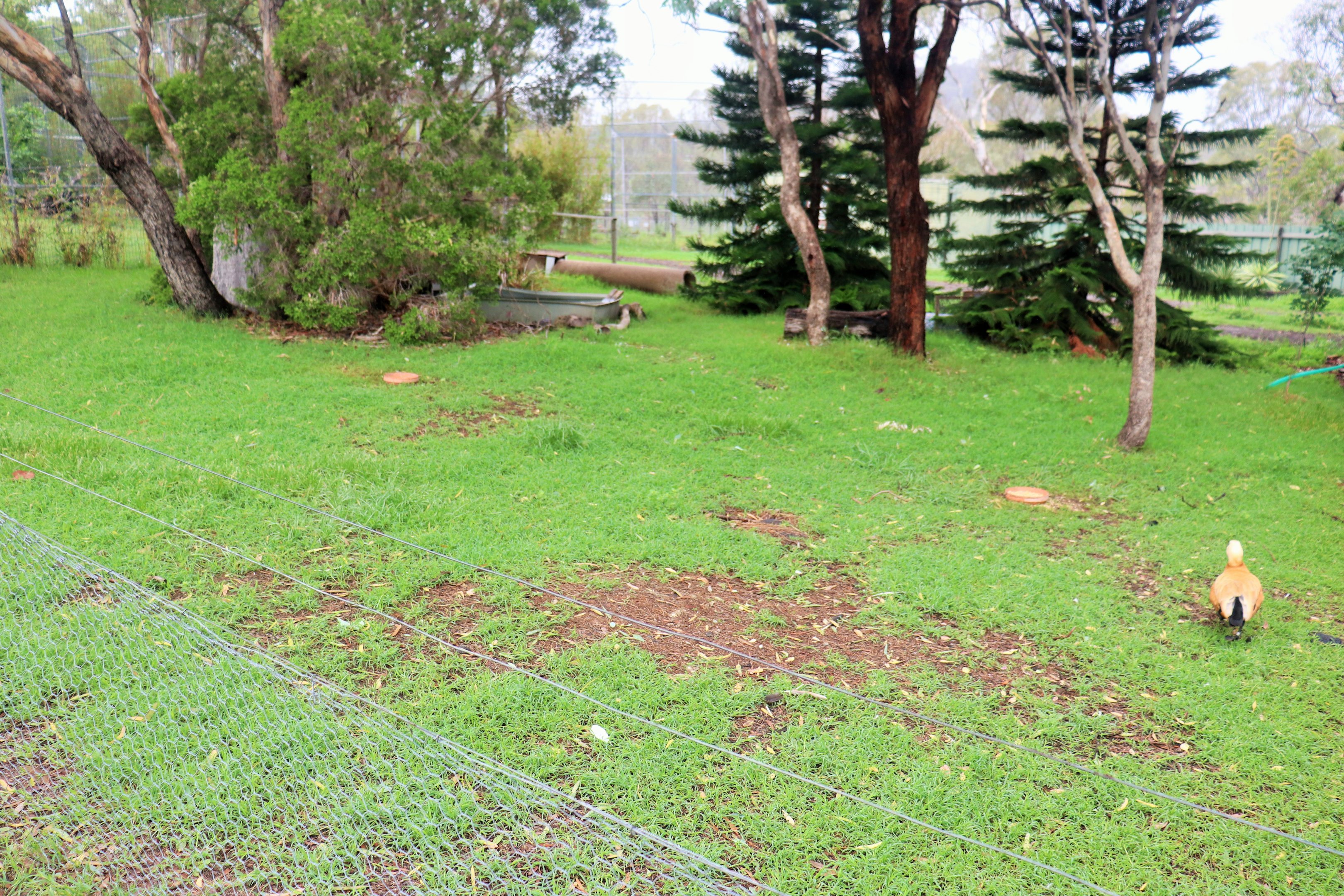 Second Ruddy Shelduck Enclosure