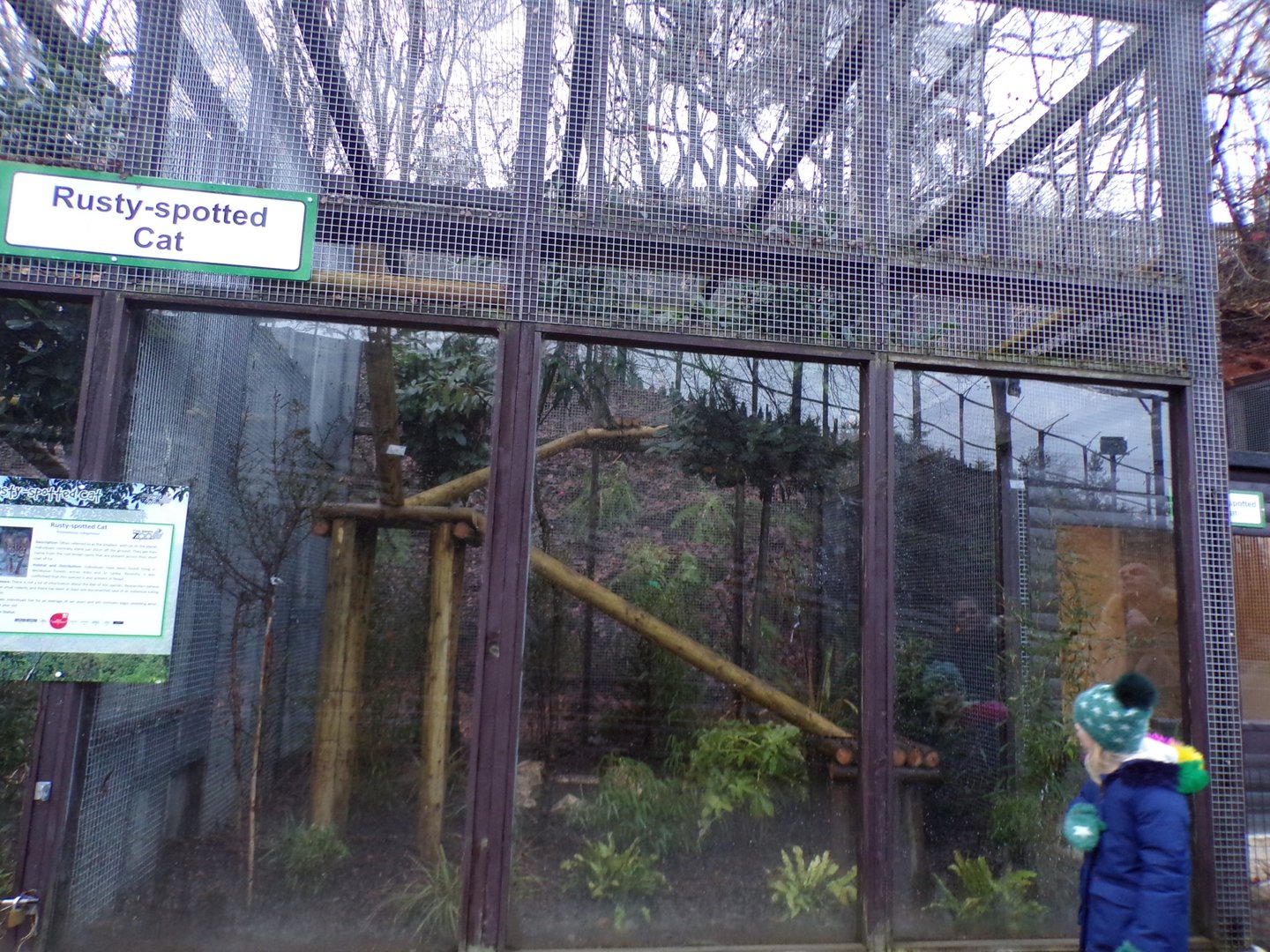 Second Rusty spotted cat enclosure 1.1.23