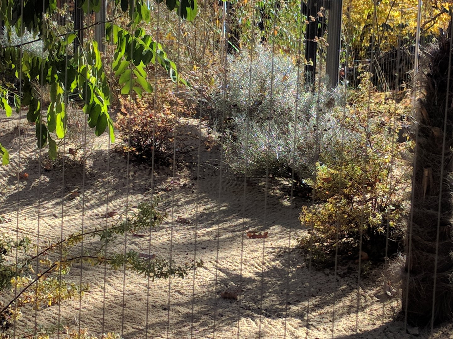 Second Sahara Striped Polecat Enclosure