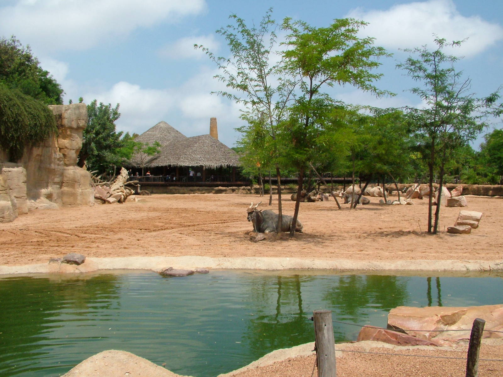 Second Savannah at Bioparc Valencia, 28/05/11