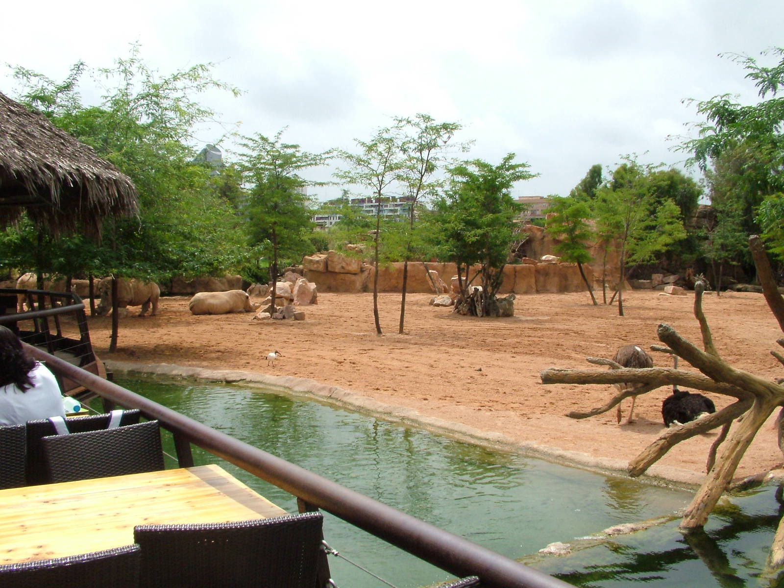 Second Savannah at Bioparc Valencia, 28/05/11
