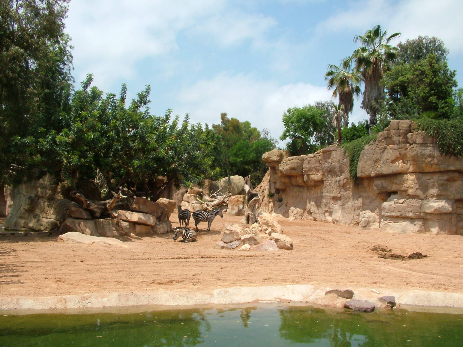 Second Savannah at Bioparc Valencia, 28/05/11
