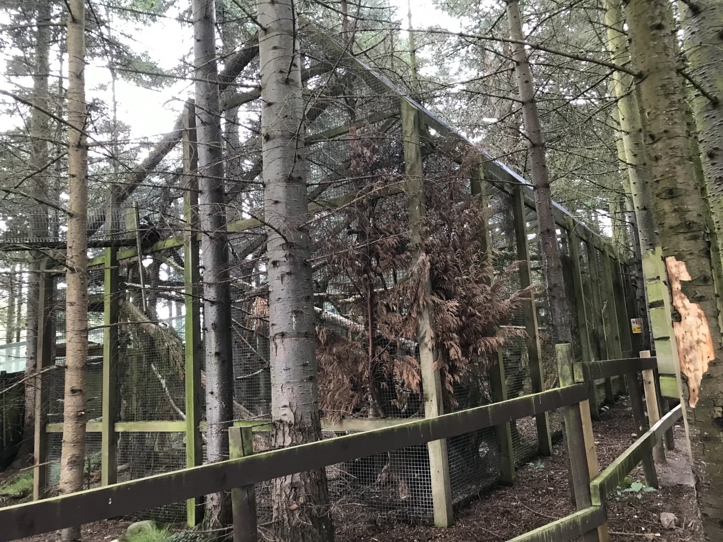 Second Scottish wildcat enclosure