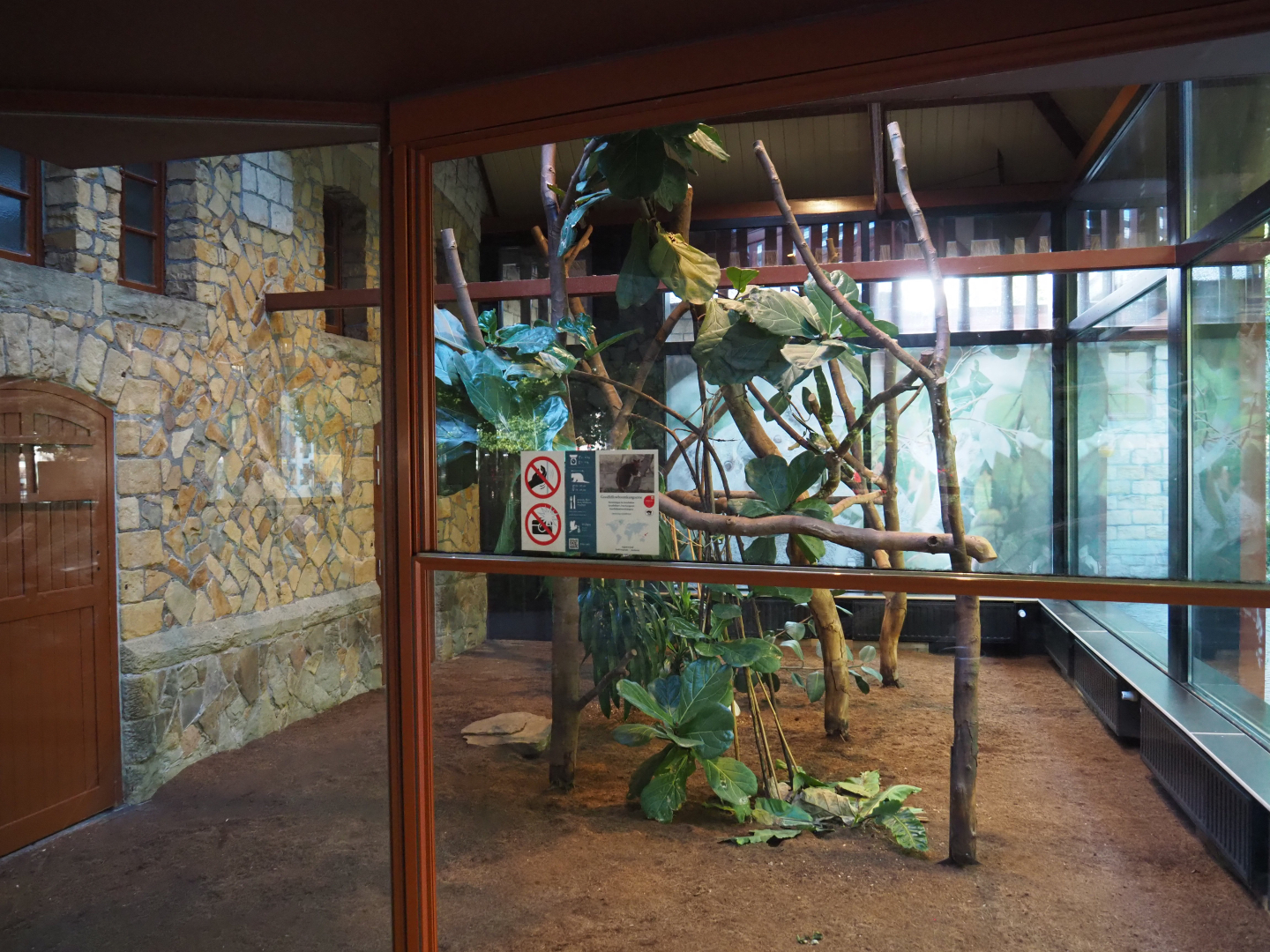 Second section of the Goodfellow's tree kangaroo exhibit, 2020-09-20