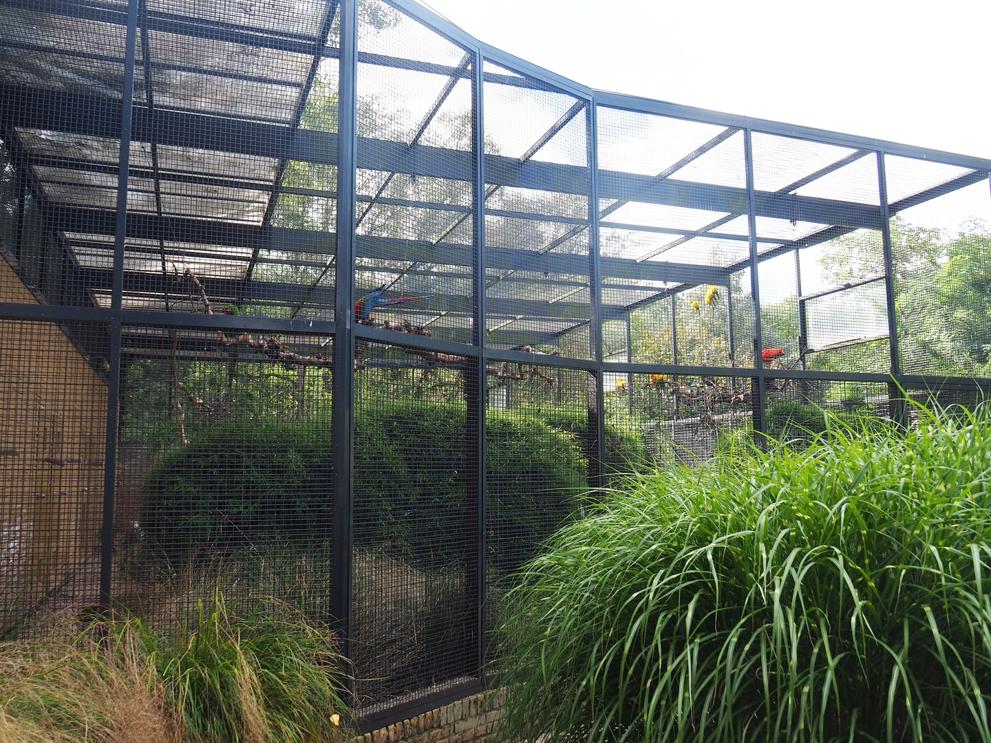 Second show bird aviary - Macaws, Sun conures and Scarlet ibises, 2022-08-28