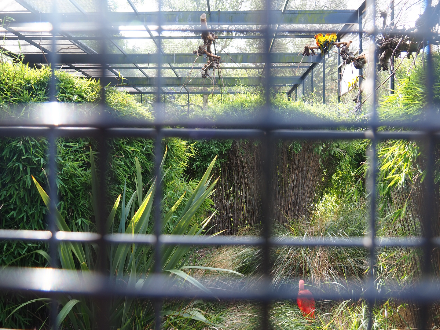 Second show bird aviary - Macaws, Sun conures and Scarlet ibises, 2022-08-28