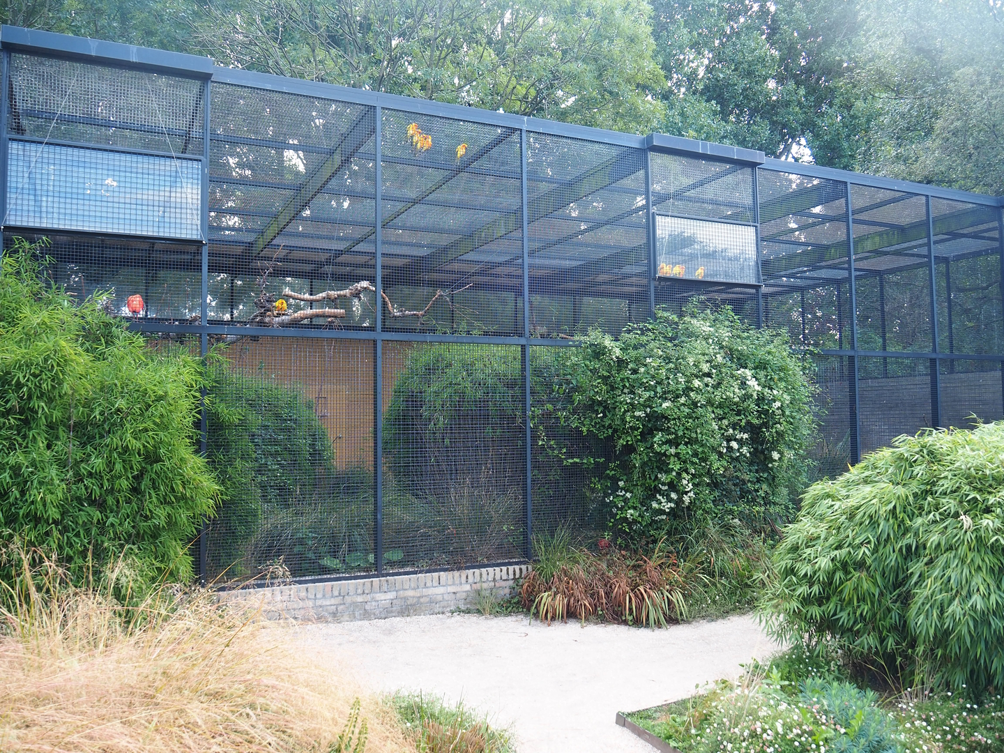 Second show bird aviary - Macaws, Sun conures and Scarlet ibises, 2022-08-28