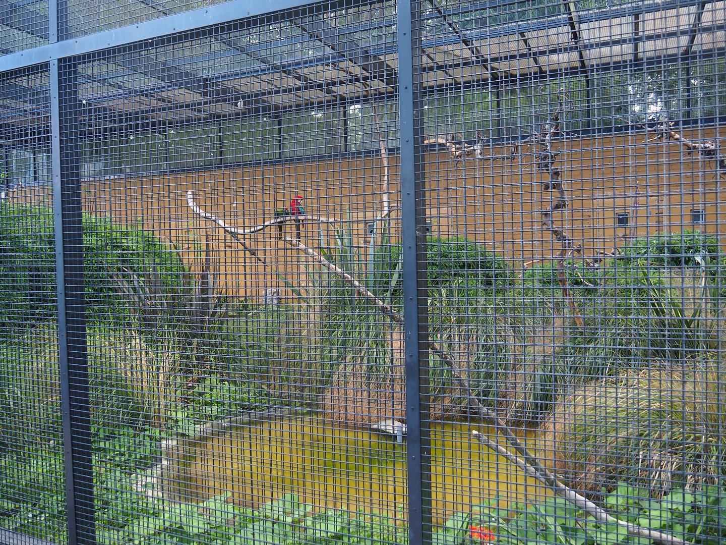 Second show bird aviary - Macaws, Sun conures and Scarlet ibises, 2022-08-28