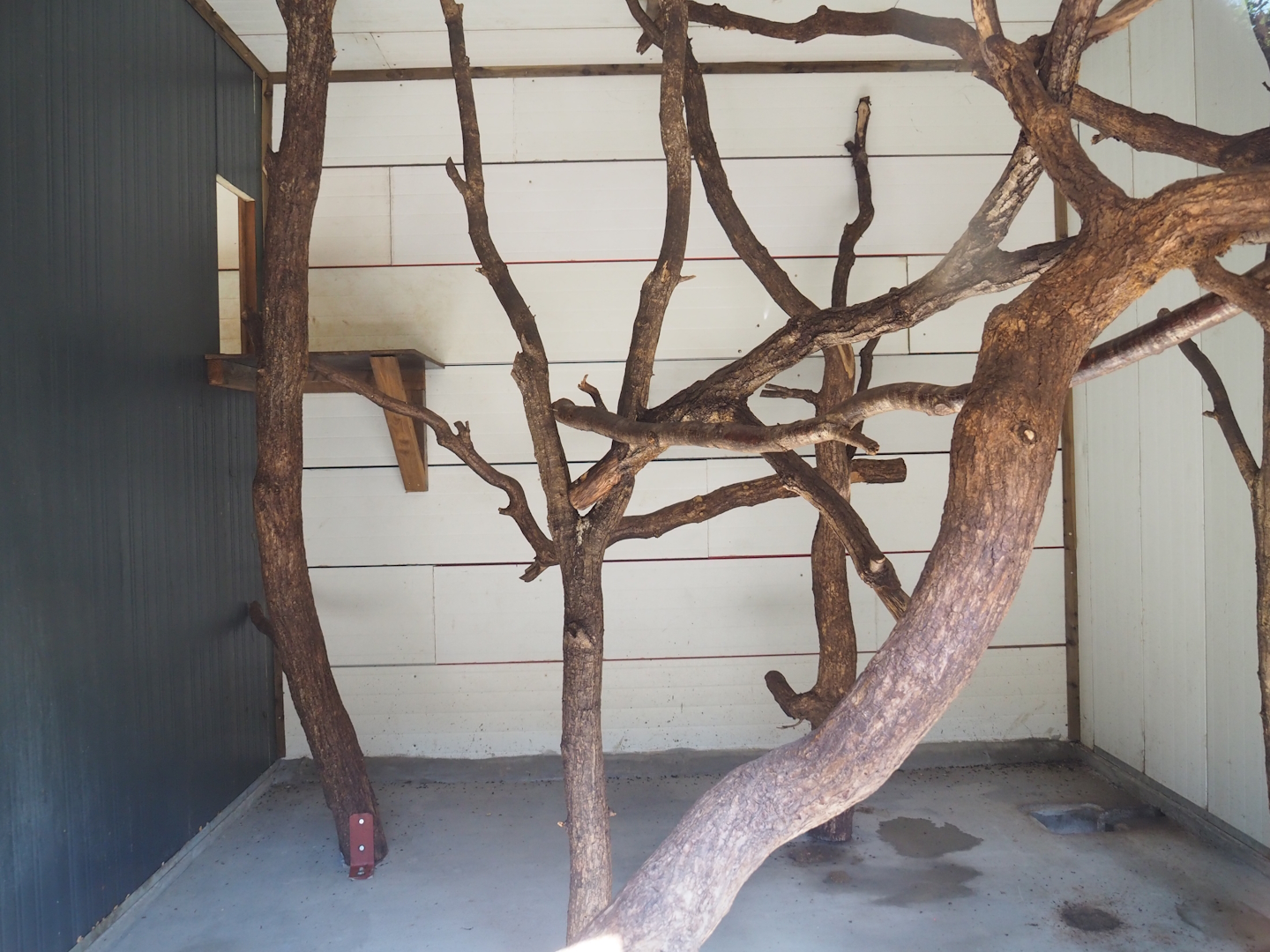 Second Siamang indoor exhibit, 2023-06-24