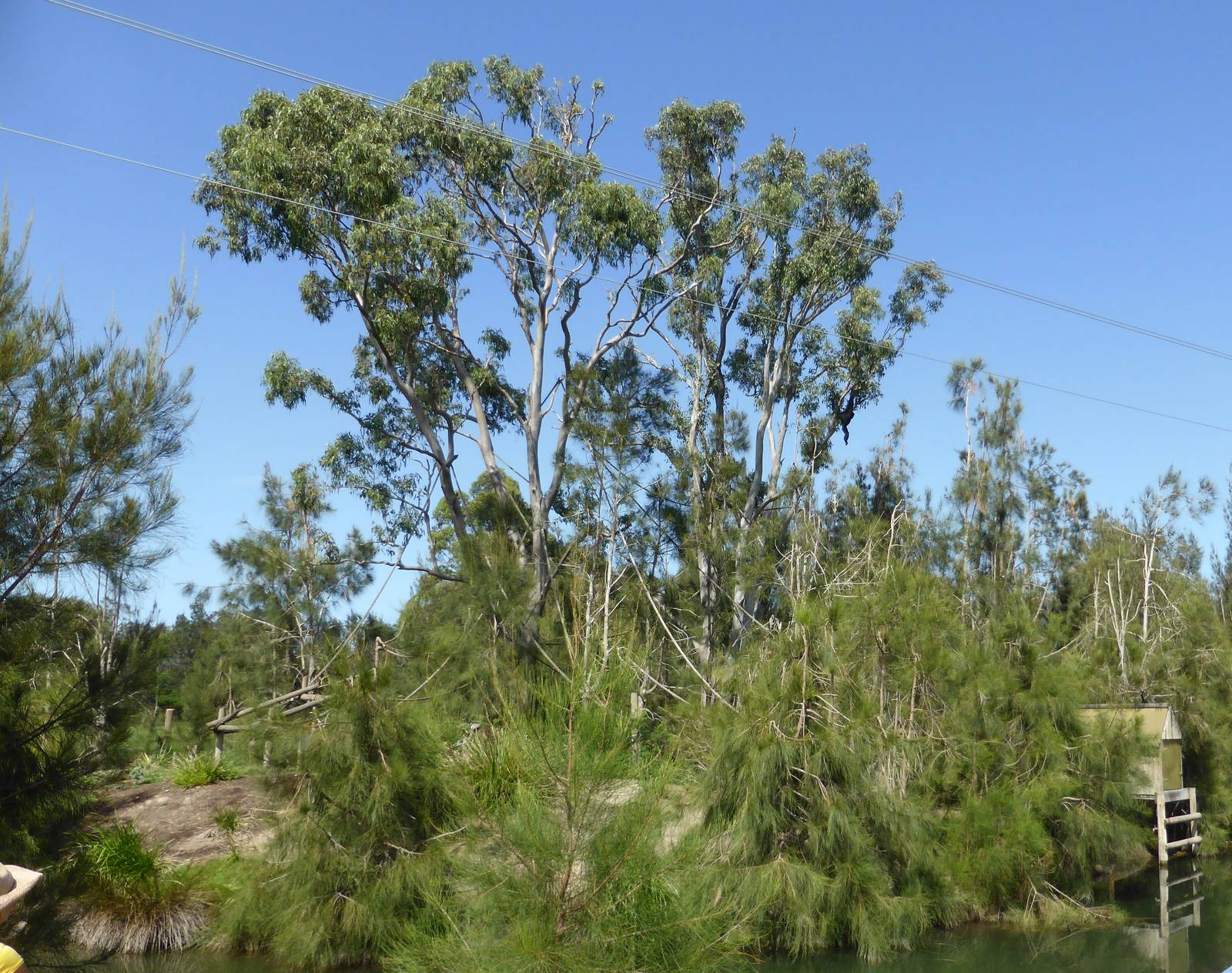 Second Siamang island