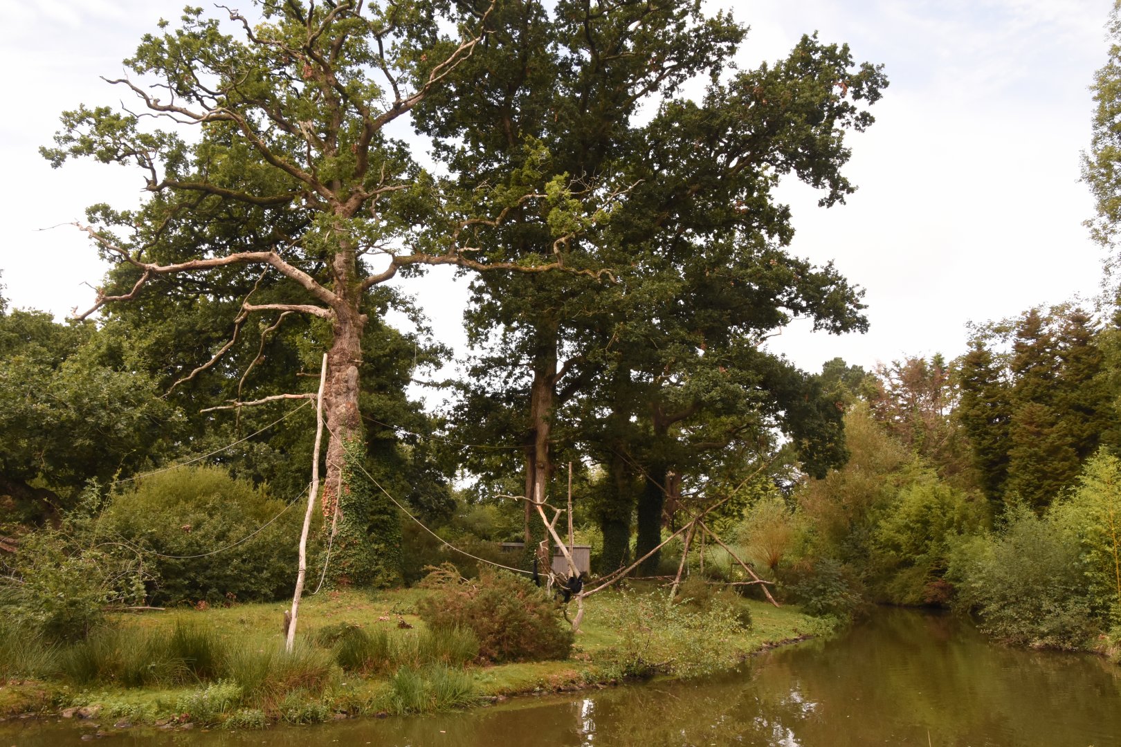 Second Siamang island