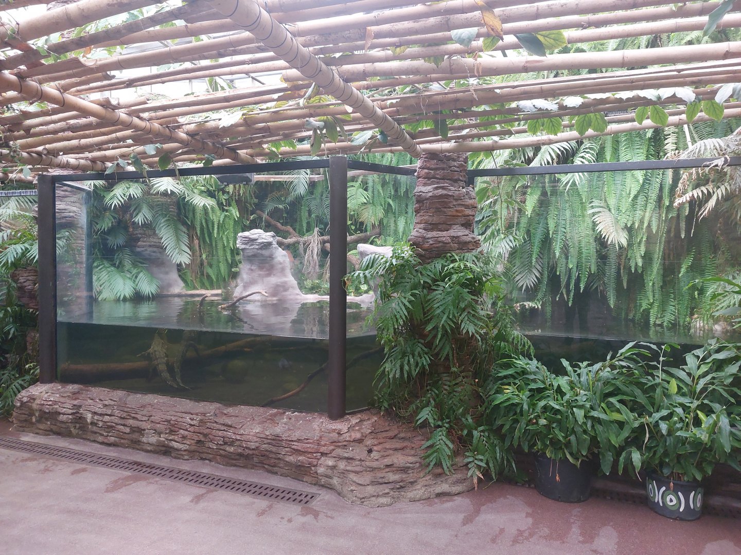 Second slender-snouted crocodile enclosure