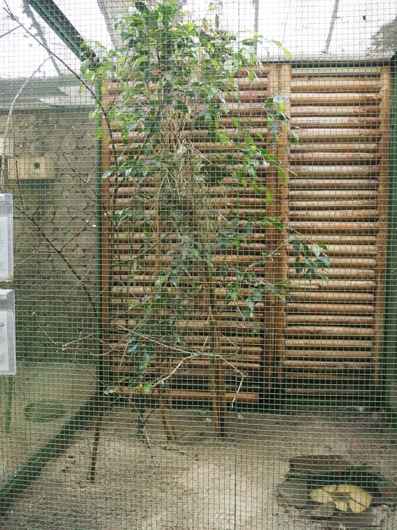 Second small Australian aviary, 2024-05-22