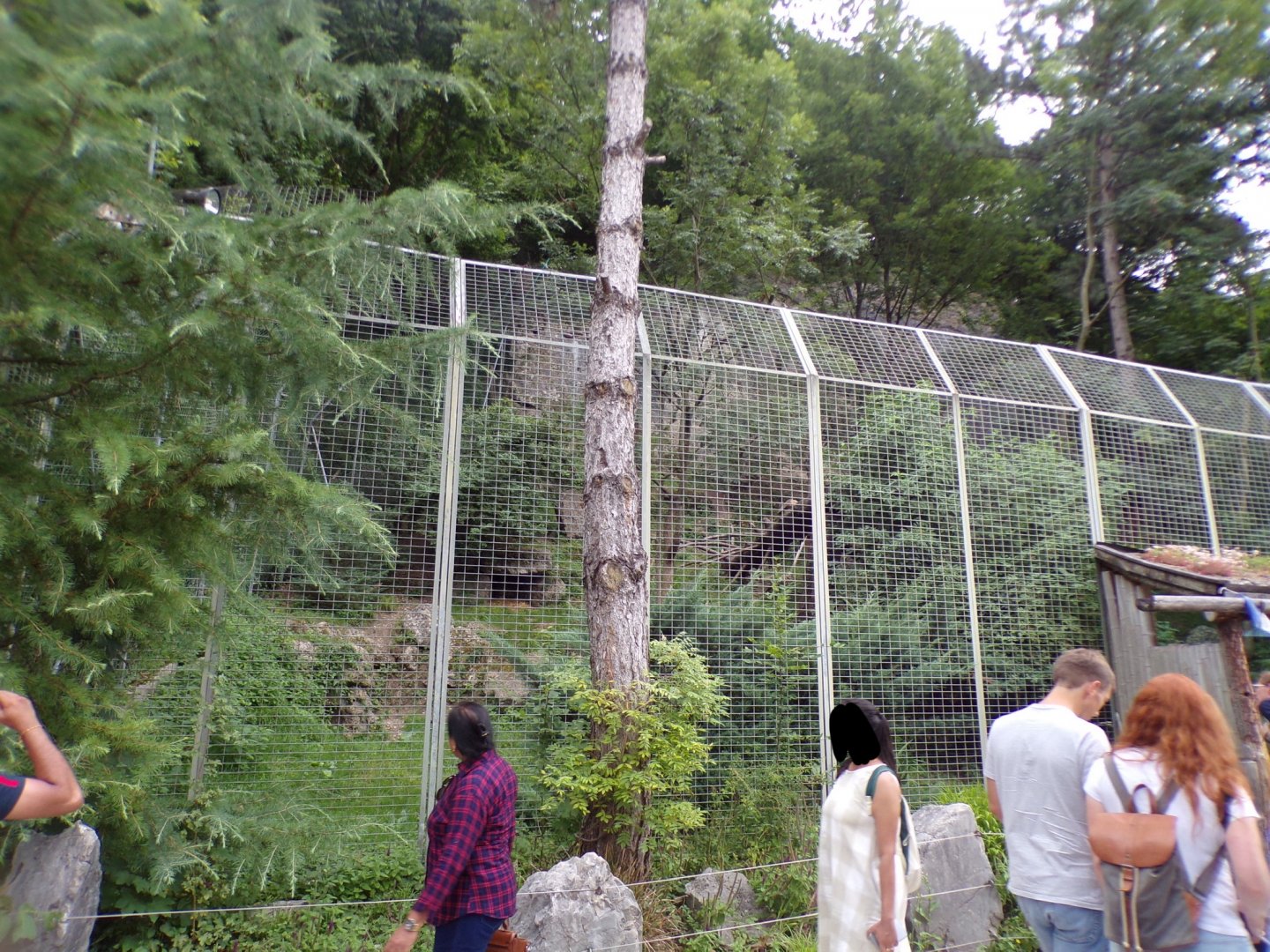 Second snow leopard enclosure 13.7.25