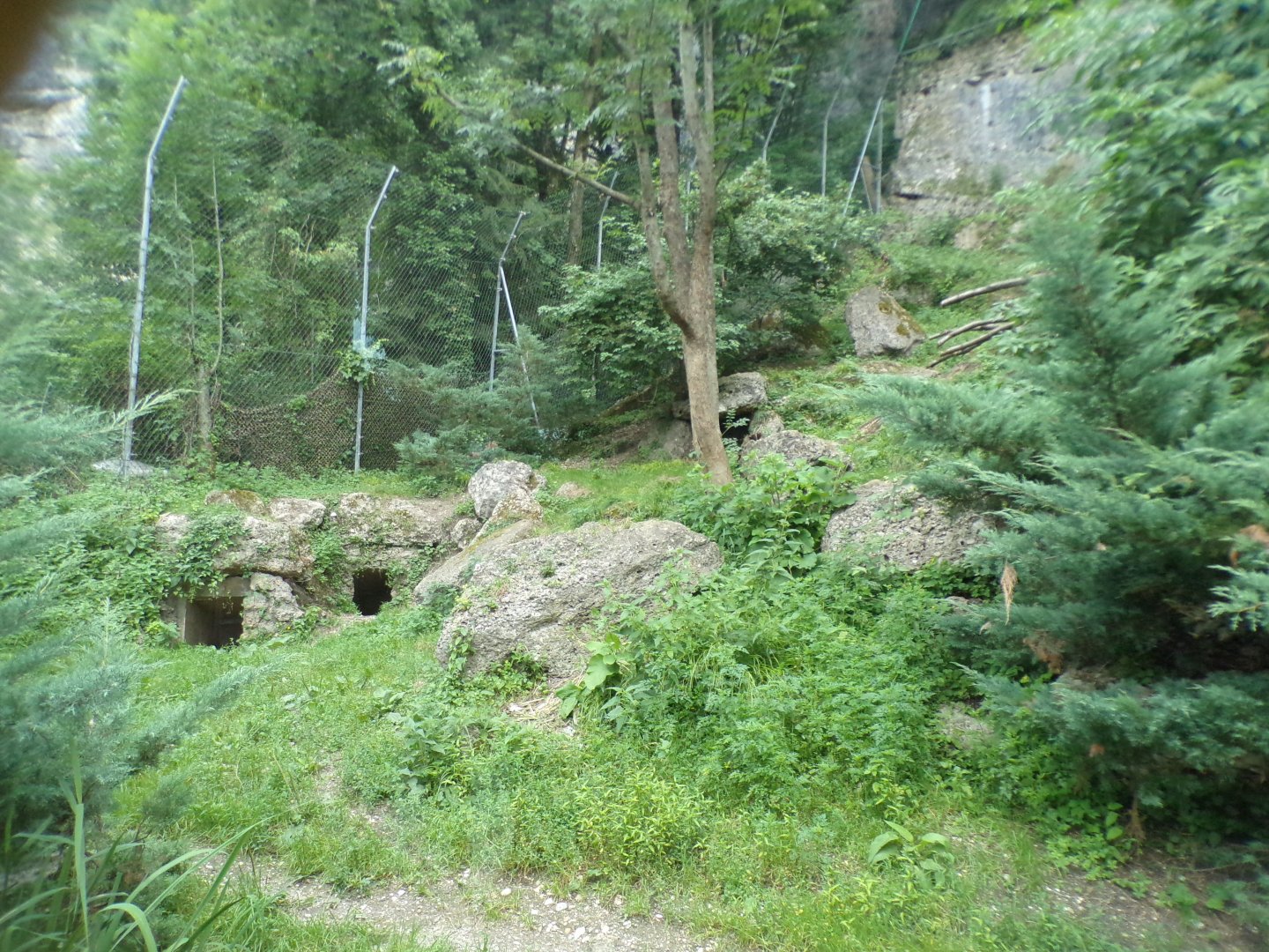 Second snow leopard enclosure 13.7.25