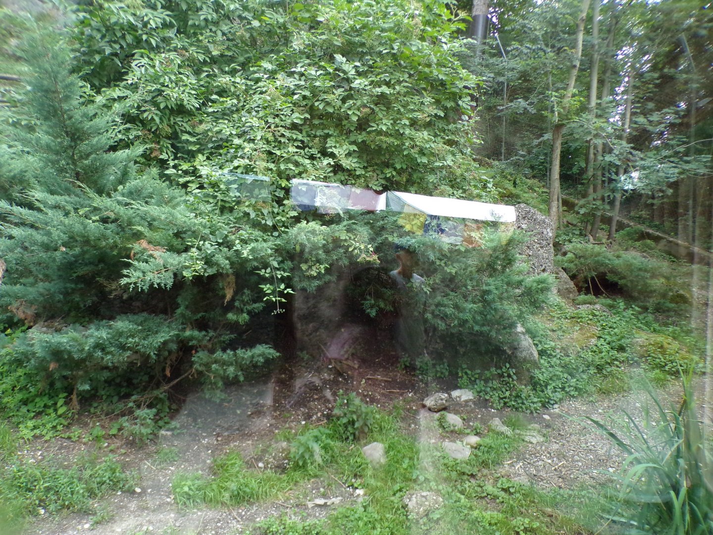 Second snow leopard enclosure 13.7.25