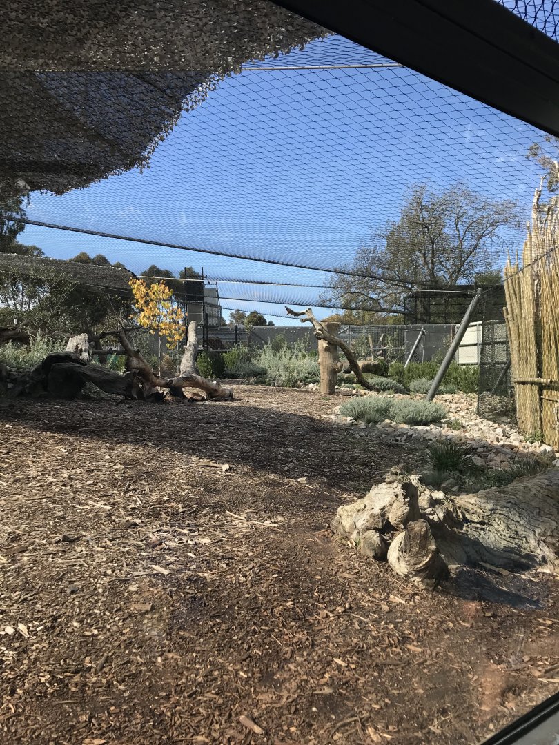 Second snow leopard enclosure