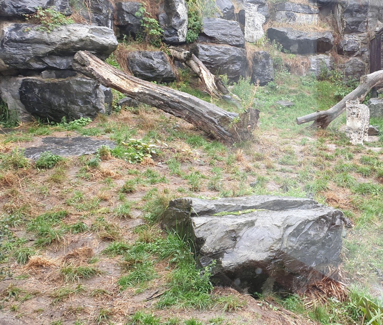 Second Snow leopard enclosure
