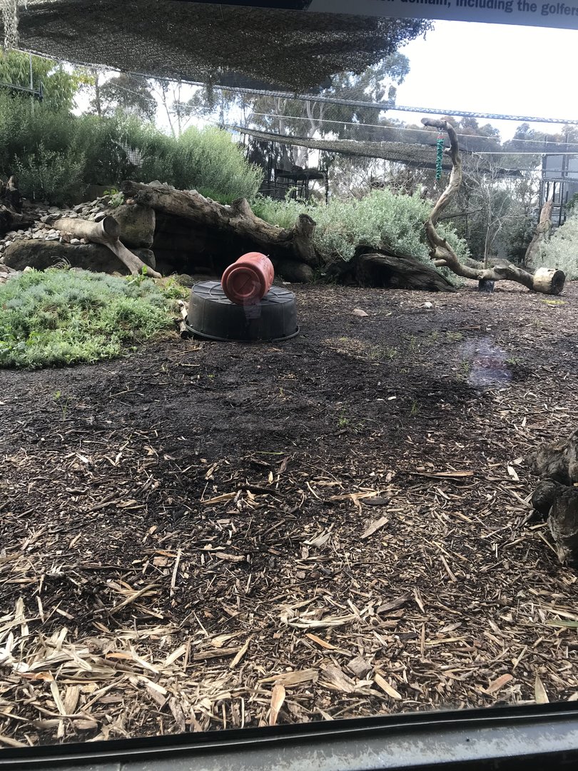 Second Snow Leopard enclosure