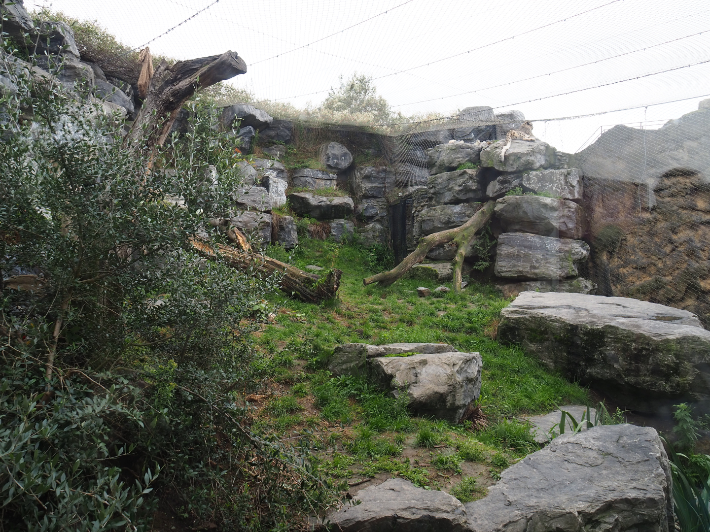Second snow leopard exhibit, 2019-10-05