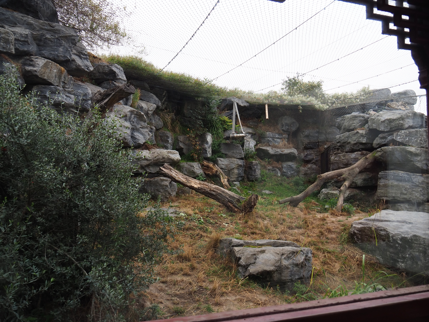 Second snow leopard exhibit, 2020-09-03