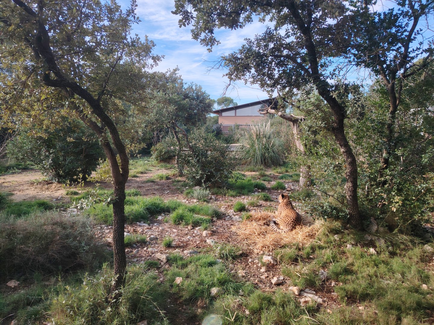 Second South-african Cheetah (Acinonyx jubatus jubatus) Exhibit