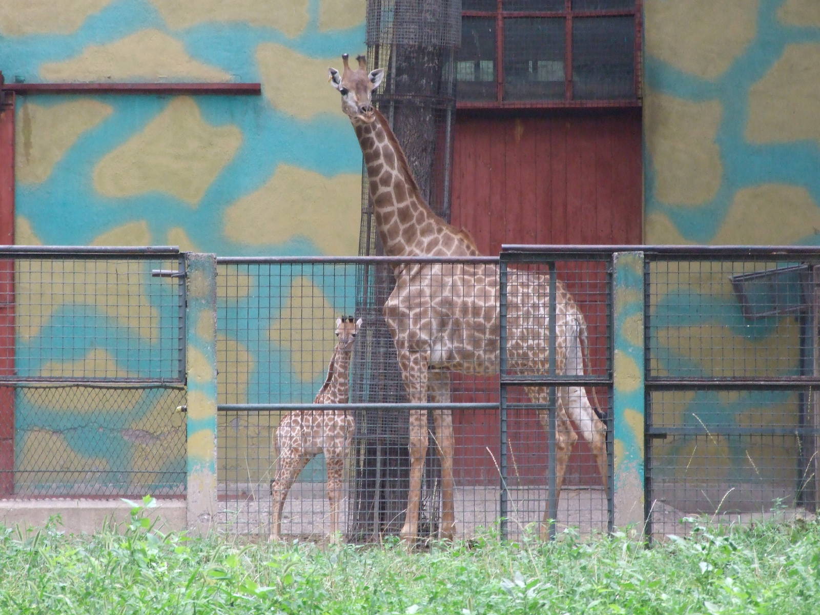 Second South African giraffe calf born in this year