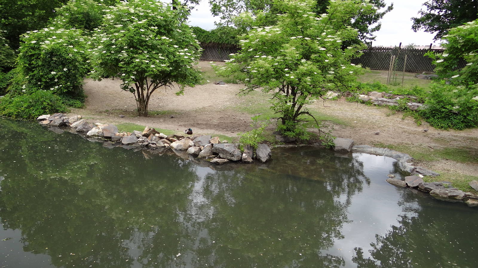 Second South American paddock