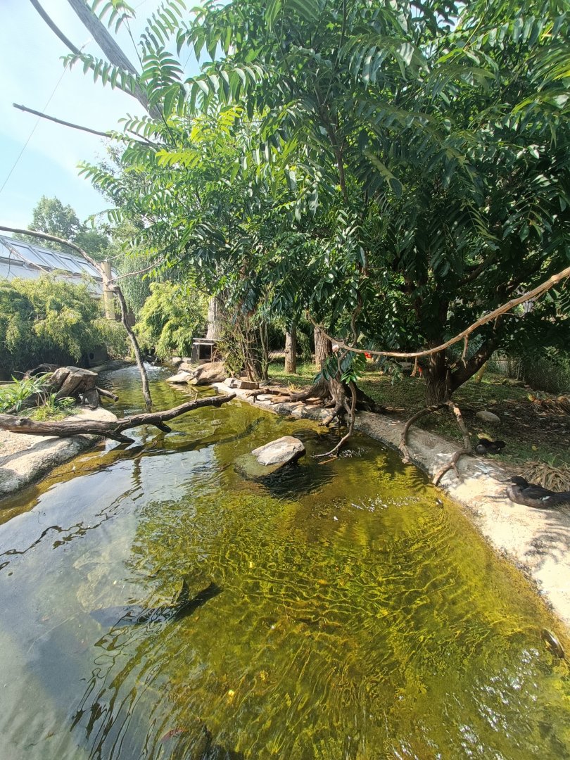 Second South American Waterfowl Aviary - Bird Wetlands