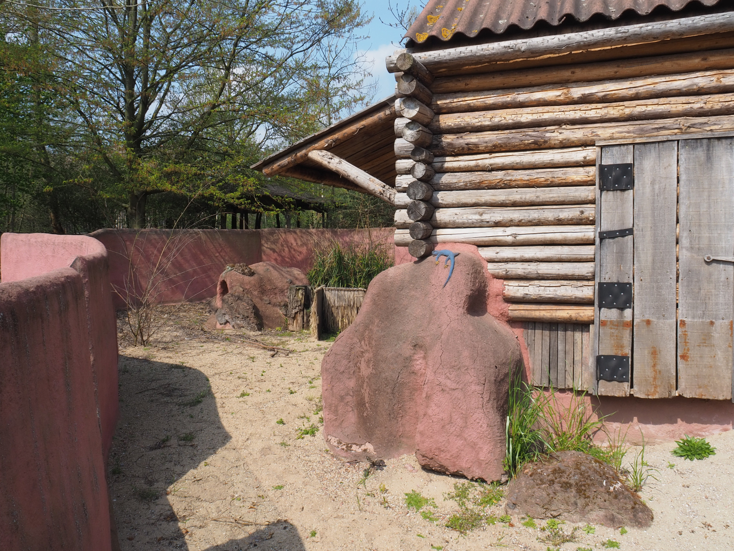 Second South-east Australian short-beaked echidna exhibit (Formerly wombat and dusky pademelon), 2021-04-20