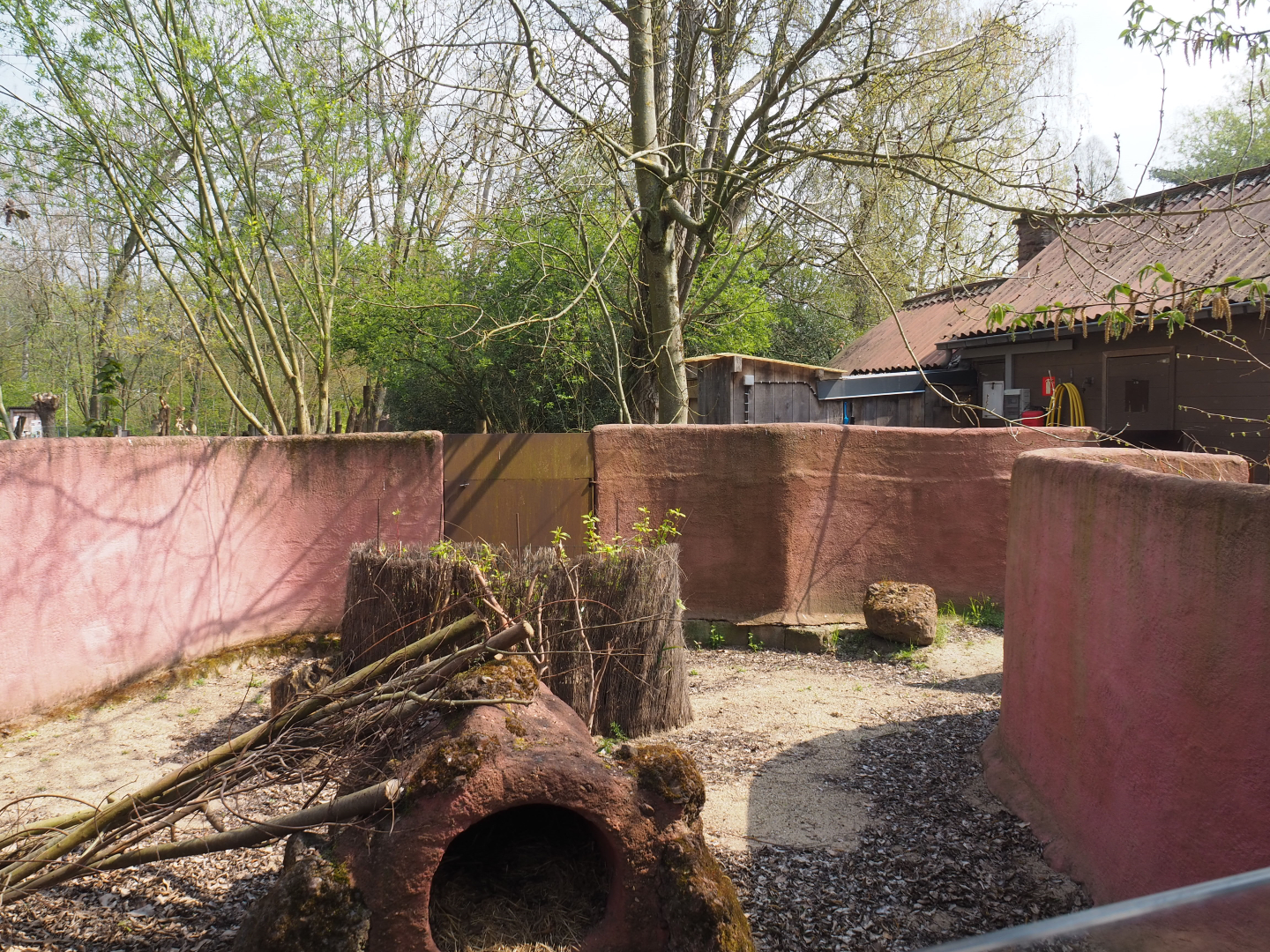 Second South-east Australian short-beaked echidna exhibit (Formerly wombat and dusky pademelon), 2021-04-20