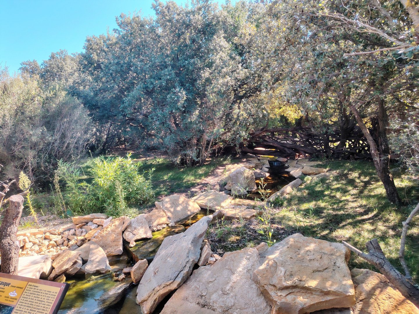 Second Southern Cassowary Exhibit
